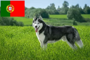 Read more about the article Husky breeders and puppies in Portugal