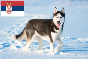 Read more about the article Husky breeders and puppies in Serbia