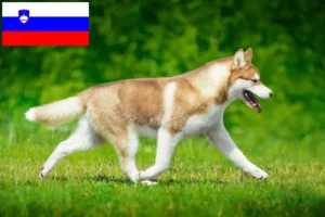 Read more about the article Husky breeders and puppies in Slovenia