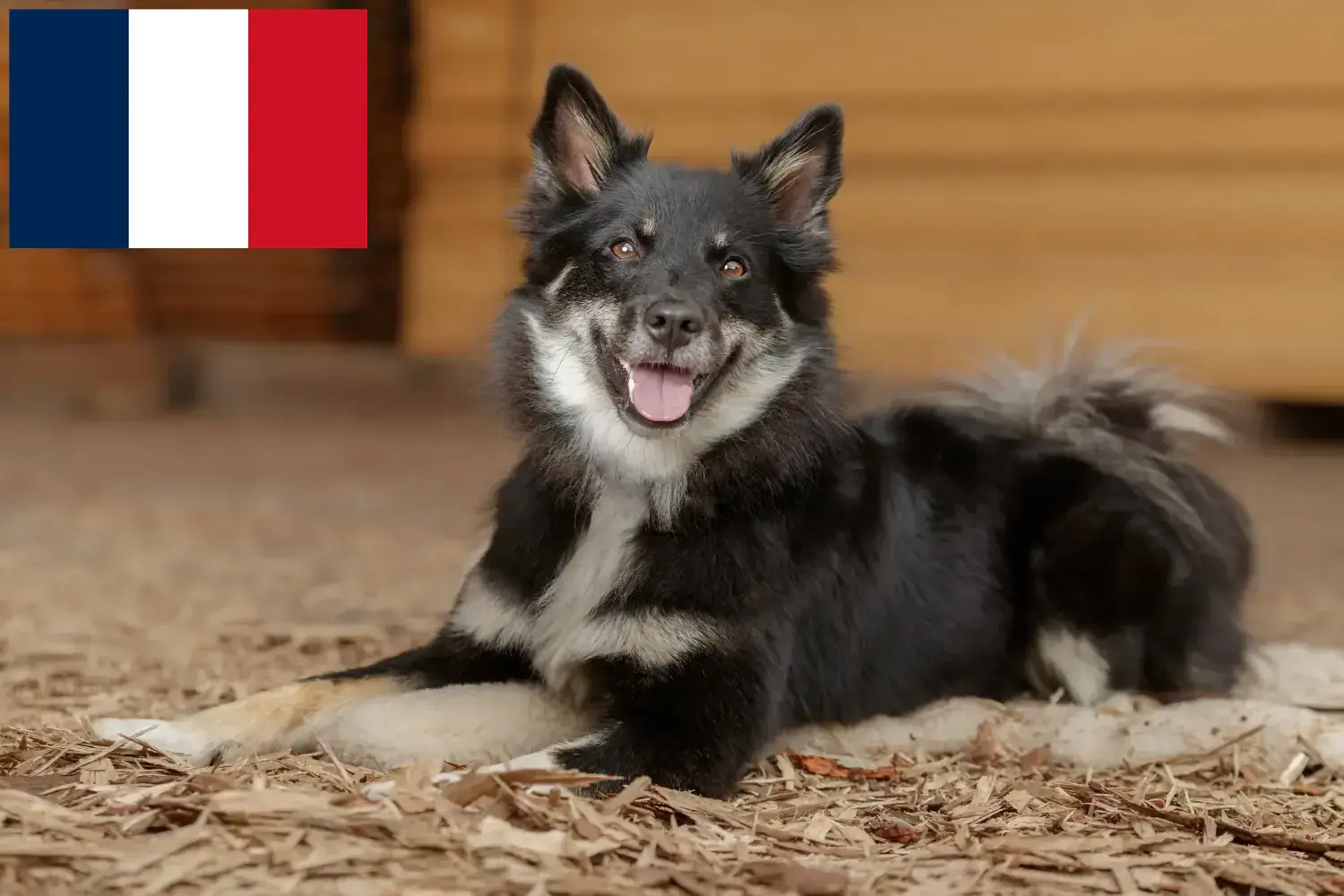 Read more about the article Icelandic dog breeders and puppies in France