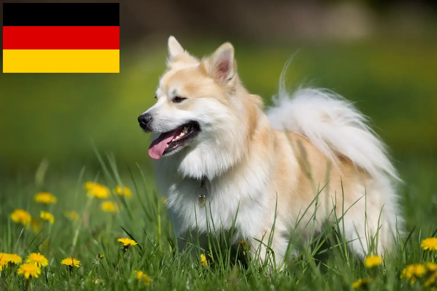 Read more about the article Icelandic dog breeders and puppies in Germany