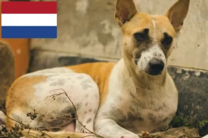 Read more about the article Indian pariah dog breeders and puppies in Netherlands
