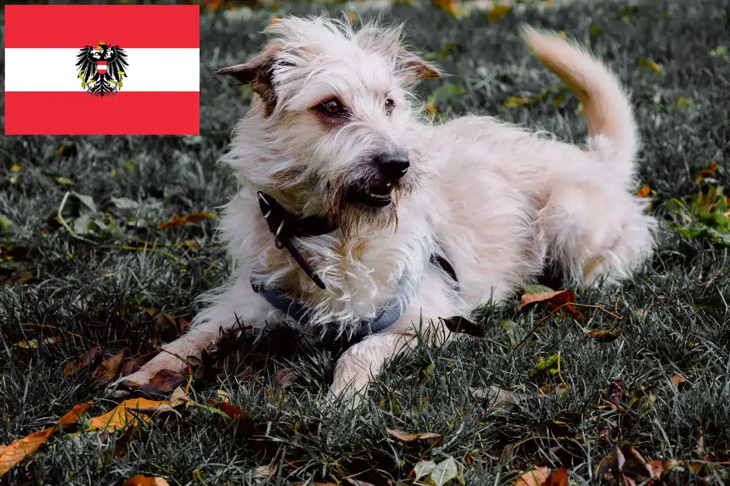 Read more about the article Irish Glen of Imaal Terrier breeders and puppies in Austria
