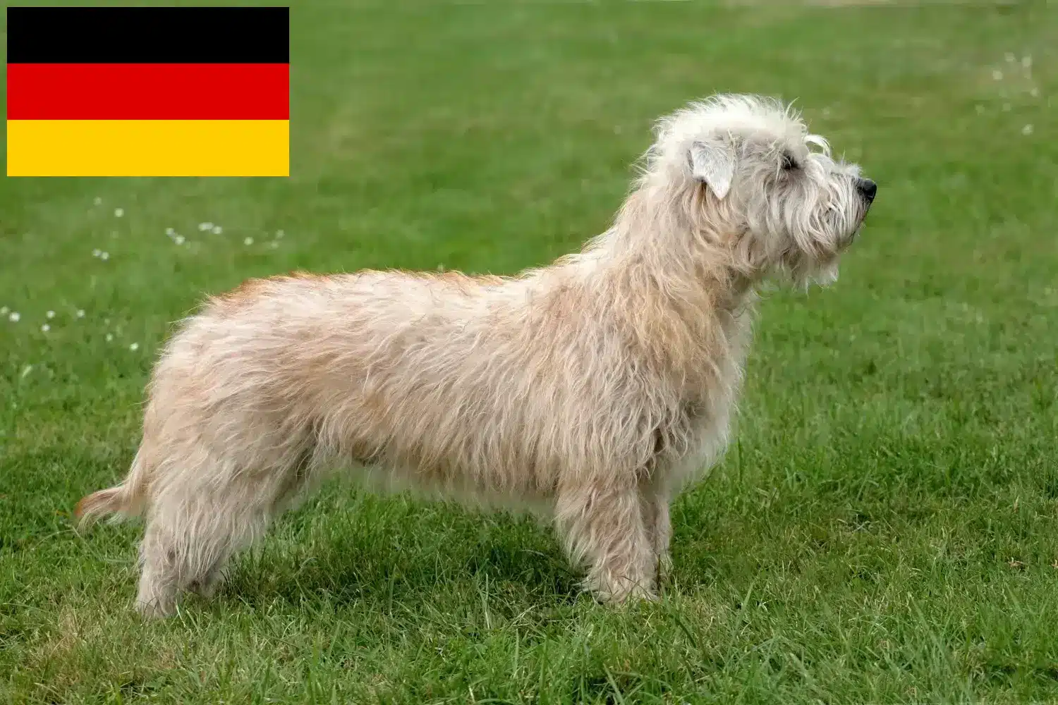 Read more about the article Irish Glen of Imaal Terrier breeders and puppies in Germany