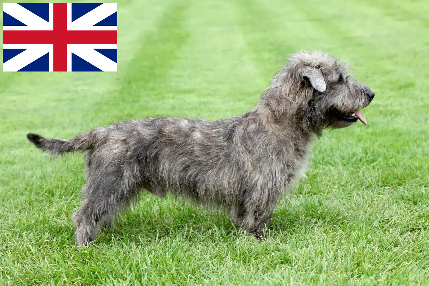 Read more about the article Irish Glen of Imaal Terrier breeders and puppies in Great Britain