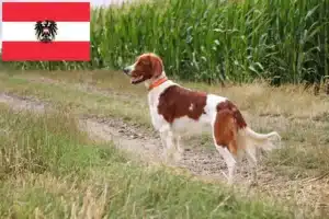 Read more about the article Irish Red and White Setter breeders and puppies in Austria