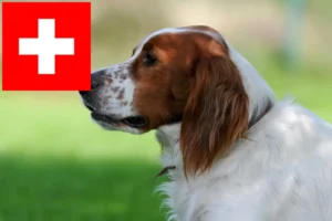 Read more about the article Irish Red and White Setter breeders and puppies in Switzerland