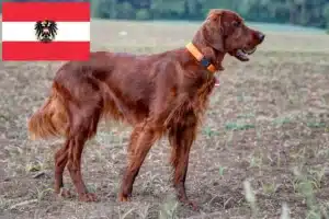Read more about the article Irish Red Setter breeders and puppies in Austria