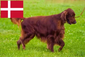 Read more about the article Irish Red Setter breeders and puppies in Denmark