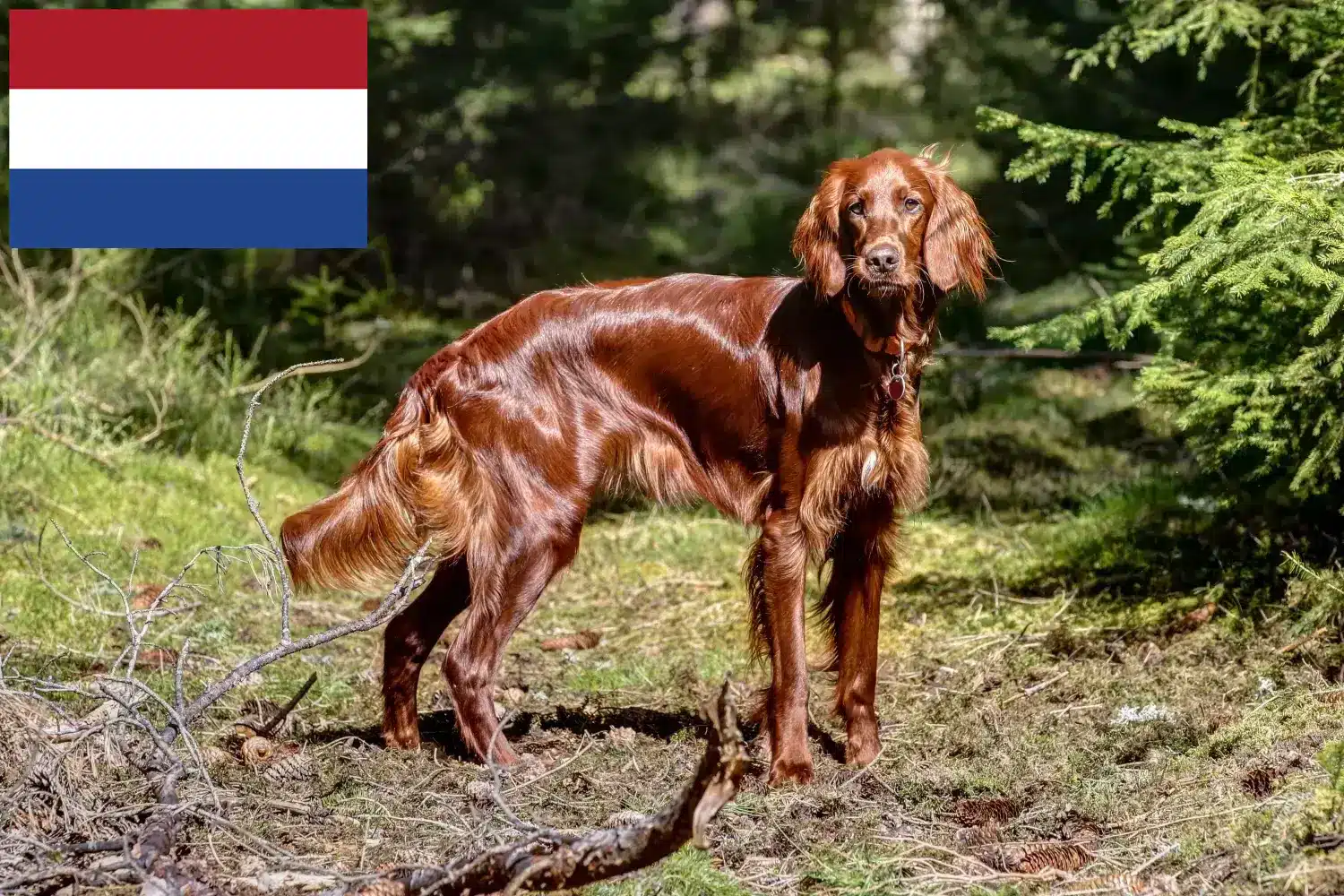 Read more about the article Irish Red Setter breeders and puppies in the Netherlands