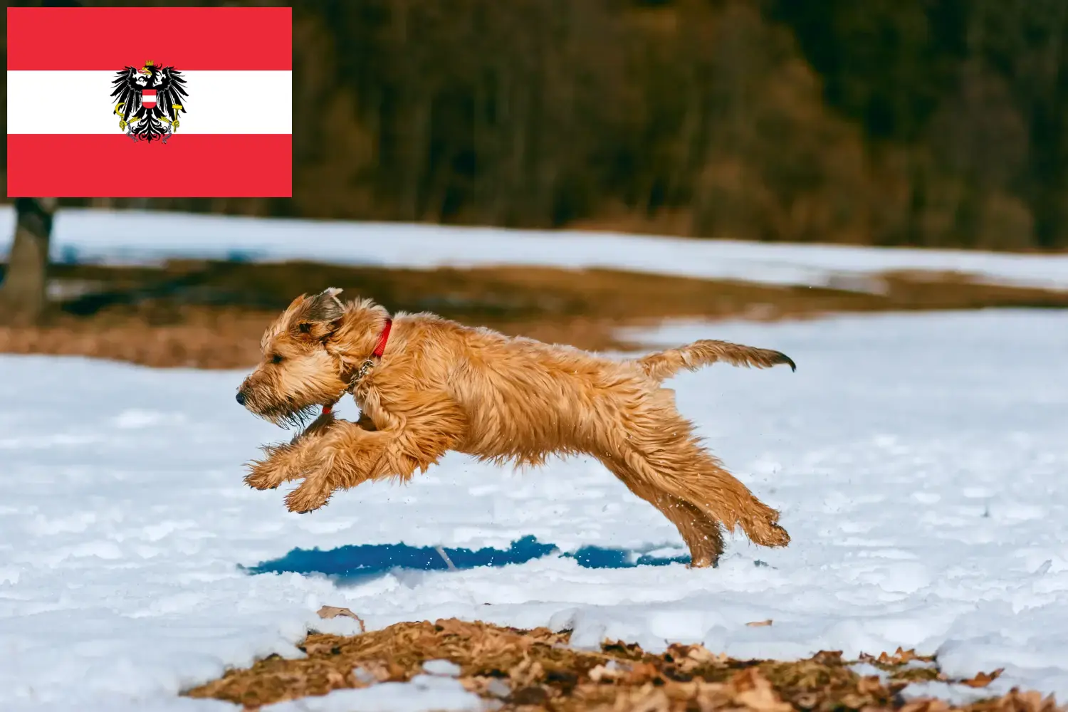 Read more about the article Irish Soft Coated Wheaten Terrier breeders and puppies in Austria