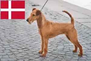 Read more about the article Irish Terrier breeders and puppies in Denmark