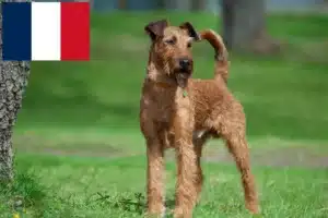 Read more about the article Irish Terrier breeders and puppies in France