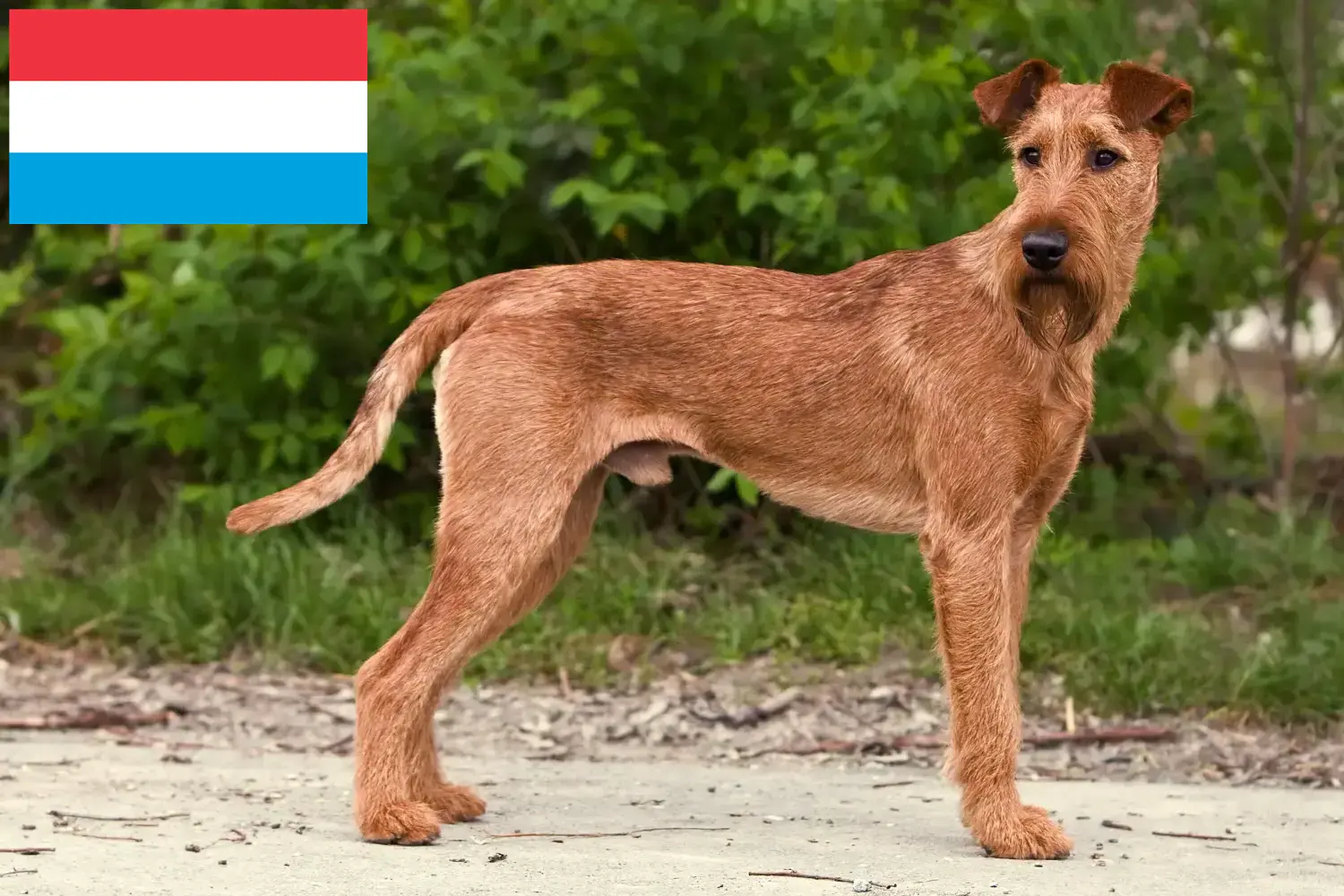 Read more about the article Irish Terrier breeders and puppies in Luxembourg