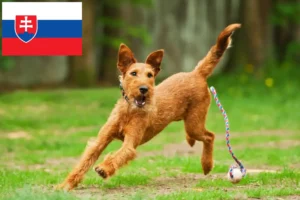 Read more about the article Irish Terrier breeders and puppies in Slovakia