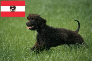 Read more about the article Irish Water Spaniel breeders and puppies in Austria