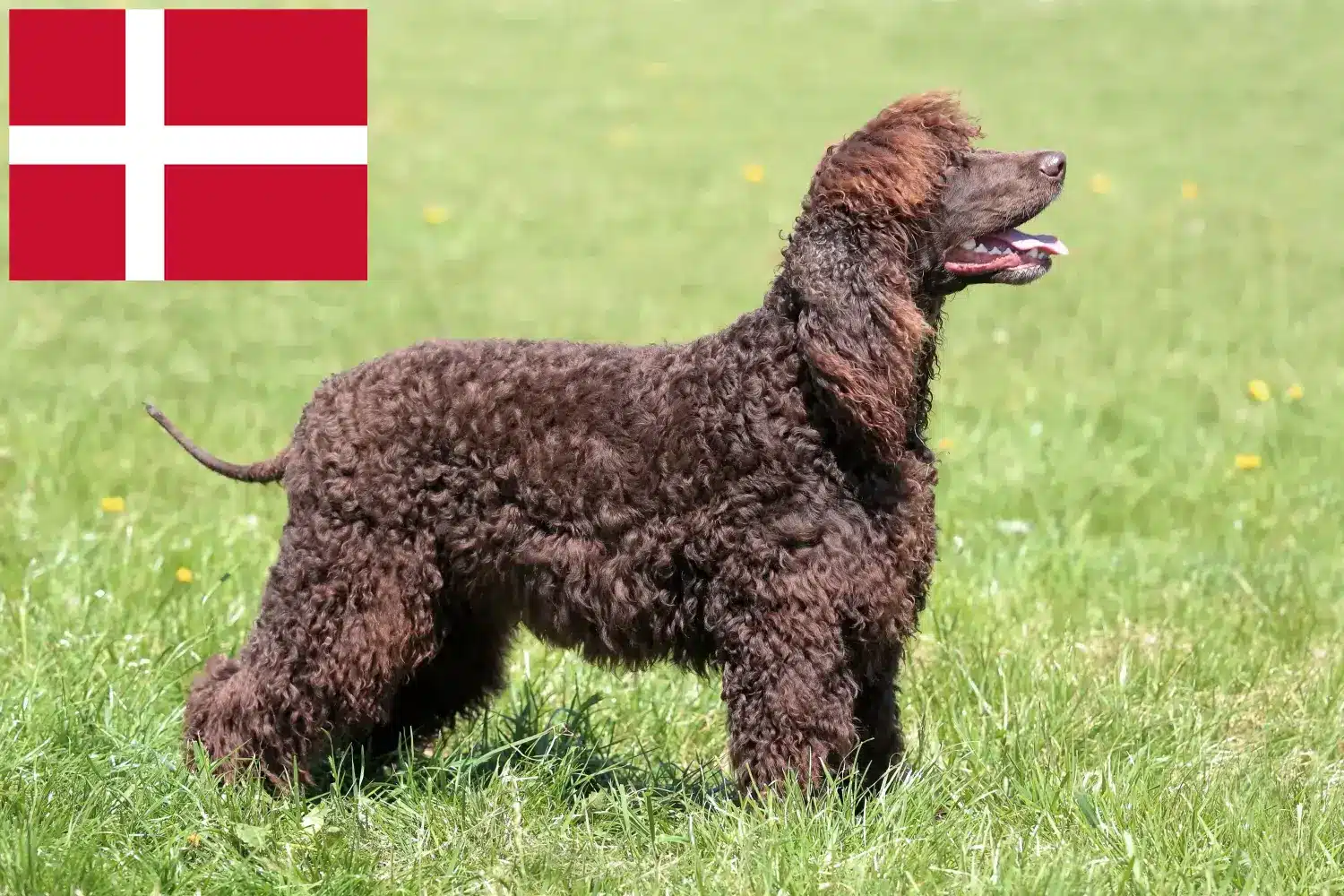 Read more about the article Irish Water Spaniel breeders and puppies in Denmark