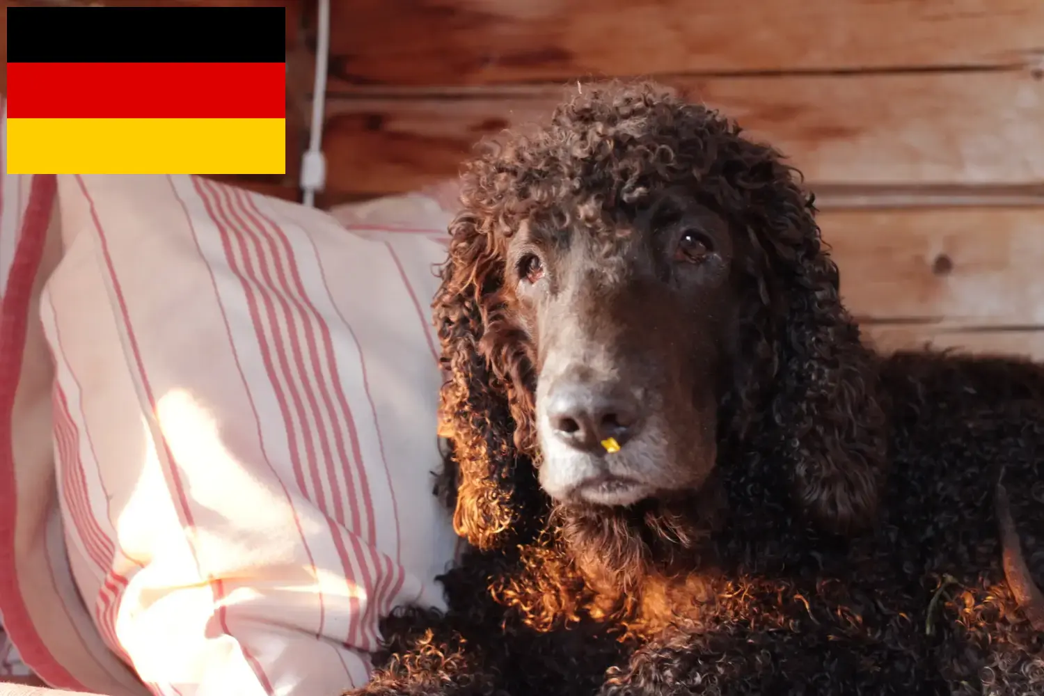 Read more about the article Irish Water Spaniel breeders and puppies in Germany