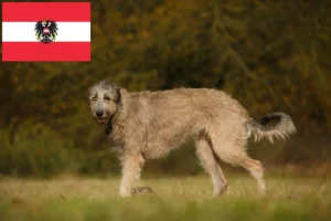 Read more about the article Irish Wolfhound breeders and puppies in Austria