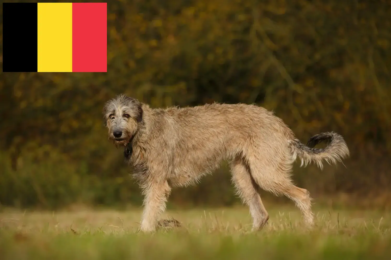 Read more about the article Irish Wolfhound breeders and puppies in Belgium