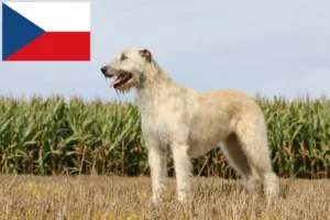 Read more about the article Irish Wolfhound breeders and puppies in the Czech Republic