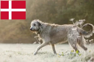 Read more about the article Irish Wolfhound breeders and puppies in Denmark