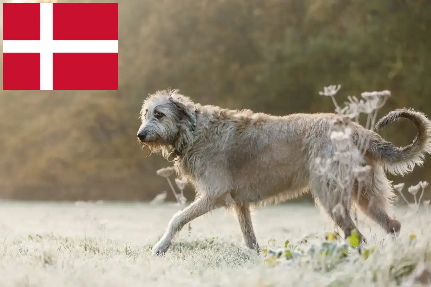 Read more about the article Irish Wolfhound breeders and puppies in Denmark