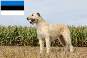 Read more about the article Irish Wolfhound breeders and puppies in Estonia