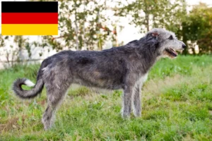 Read more about the article Irish Wolfhound breeders and puppies in Germany
