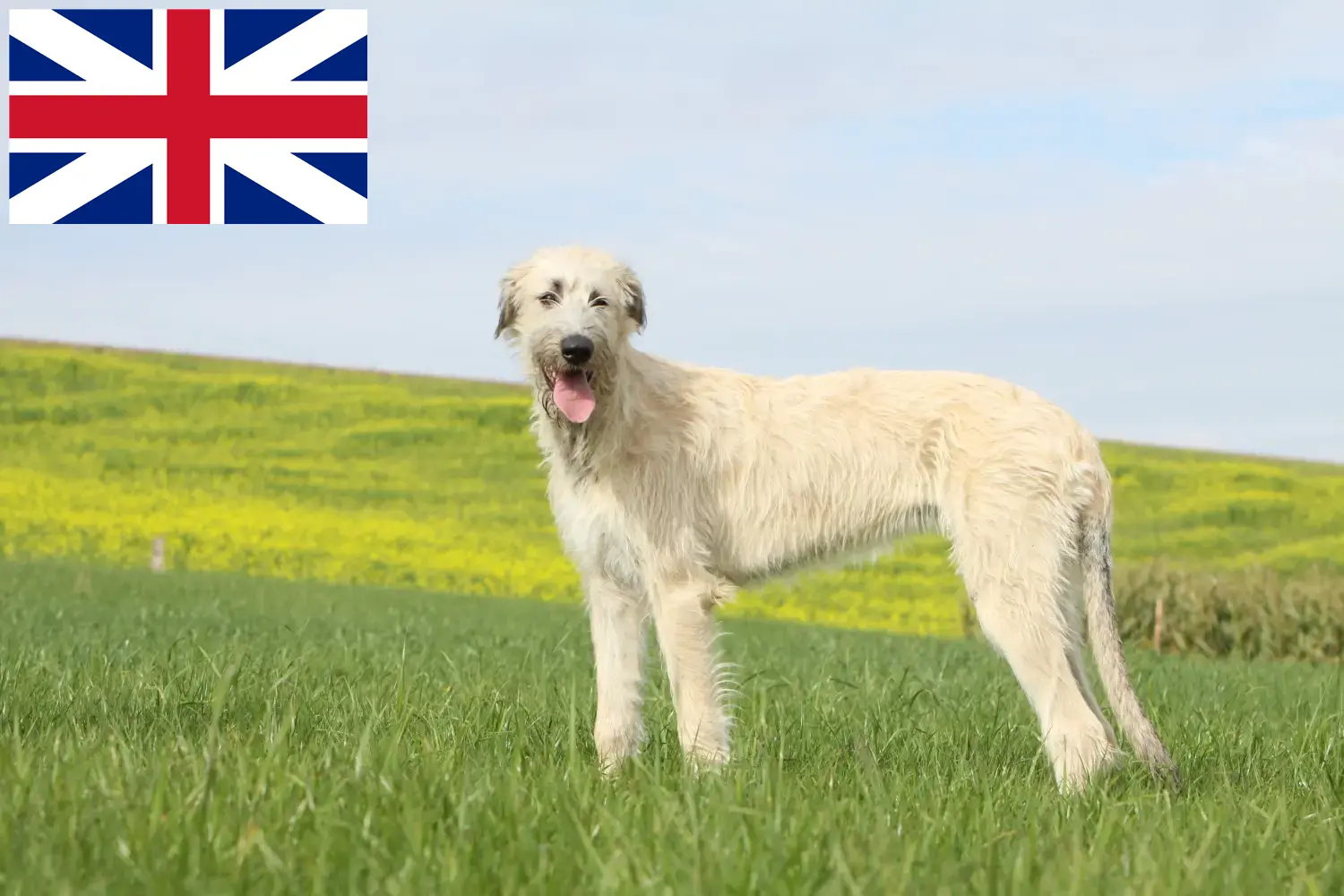 Read more about the article Irish Wolfhound breeders and puppies in Great Britain