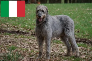 Read more about the article Irish Wolfhound breeders and puppies in Italy