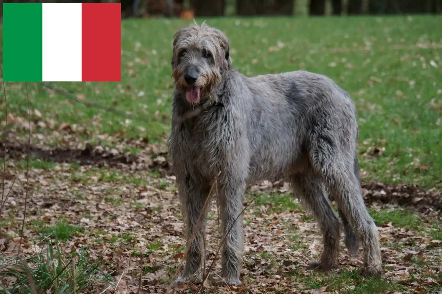 Read more about the article Irish Wolfhound breeders and puppies in Italy