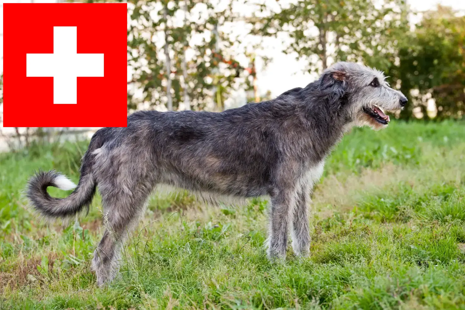 Read more about the article Irish Wolfhound breeders and puppies in Switzerland