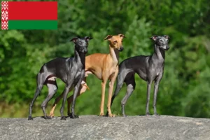 Read more about the article Italian wind chime breeders and puppies in Belarus