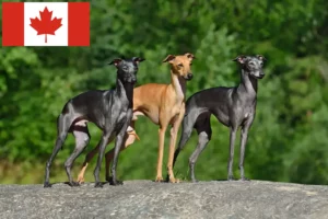 Read more about the article Italian wind chime breeders and puppies in Canada