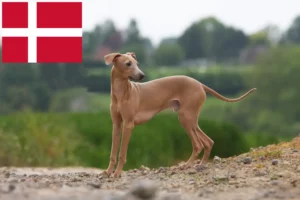 Read more about the article Italian wind chime breeders and puppies in Denmark