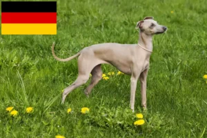 Read more about the article Italian wind chime breeders and puppies in Germany