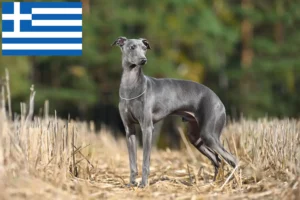 Read more about the article Italian wind chime breeders and puppies in Greece