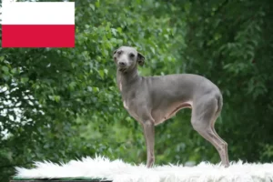 Read more about the article Italian wind chime breeders and puppies in Poland