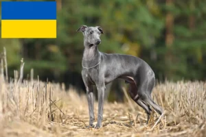 Read more about the article Italian wind chime breeders and puppies in Ukraine