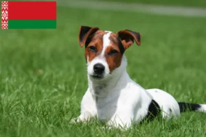 Read more about the article Jack Russell breeders and puppies in Belarus