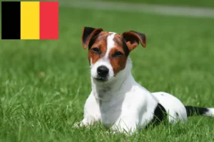 Read more about the article Jack Russell breeders and puppies in Belgium