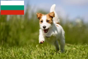 Read more about the article Jack Russell breeders and puppies in Bulgaria