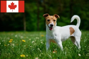 Read more about the article Jack Russell breeders and puppies in Canada