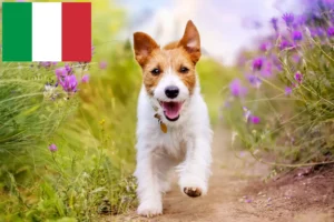 Read more about the article Jack Russell breeders and puppies in Italy