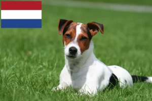 Read more about the article Jack Russell breeders and puppies in the Netherlands