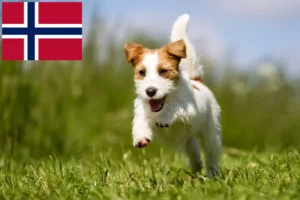 Read more about the article Jack Russell breeders and puppies in Norway