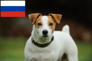 Read more about the article Jack Russell breeders and puppies in Russia