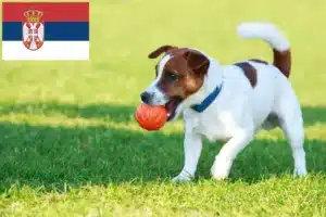 Read more about the article Jack Russell breeders and puppies in Serbia