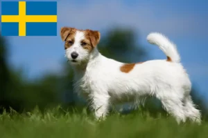 Read more about the article Jack Russell breeders and puppies in Sweden